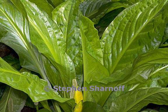 lysichiton americanum 2 graphic